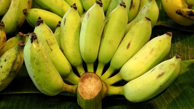 Gaat Nederland de banaan redden van het verwoestende schimmel TR4?