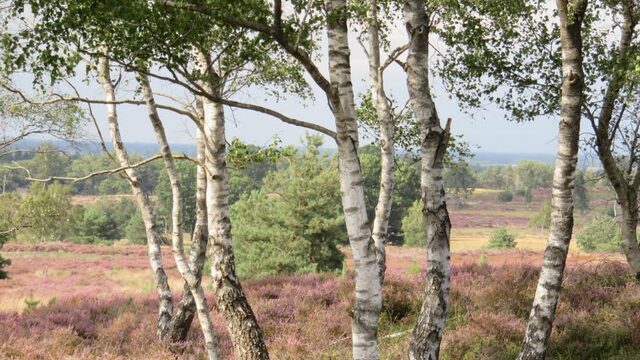 Berk, beuk of eik? Kindercanon van de Nederlandse natuur geeft het goede antwoord!