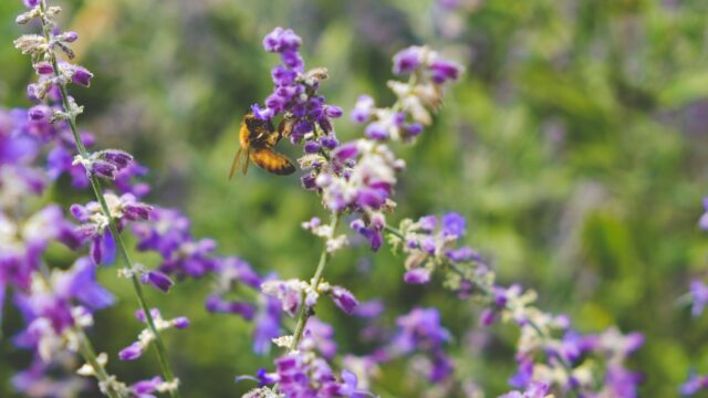Biodiversiteit moet meetbaar worden