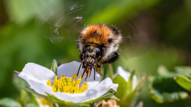 Natuurjournalist Kirsten Dorrestijn: 'Op een dag ben ik verliefd geworden op de hommel'