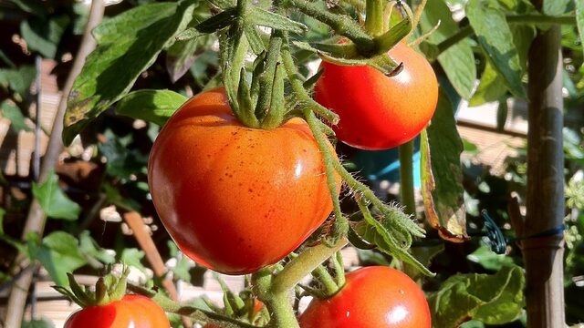 Moestuinieren: dé manier om te onthaasten. En iedereen kan het