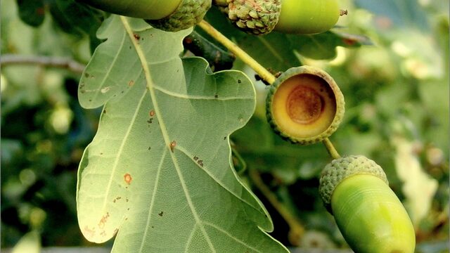 Niemand onder de machtige eikenboom weet dat hij begonnen is in een kleine hangbak