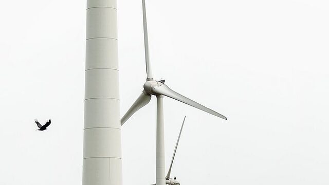 Vogelsterfte door windmolens kan voorkomen worden met zwarte wieken en detectiesystemen