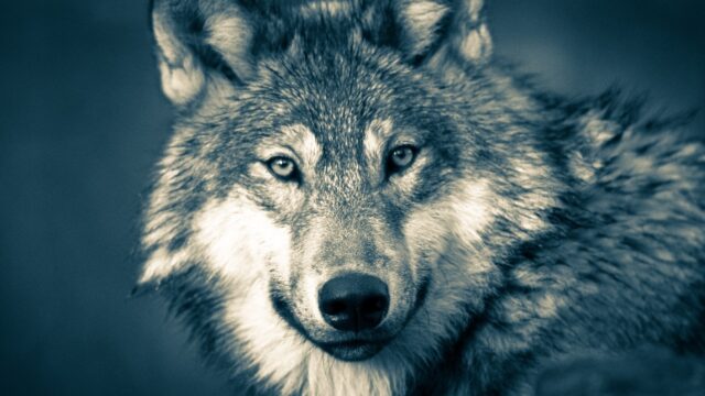 Probleemwolf of -situatie? 'Maatregelen zijn te onduidelijk'