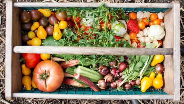 Eerste plant-based koksopleiding is erg populair