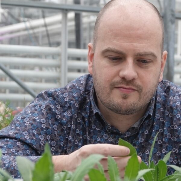 Planten kunnen misschien helpen bij winnen van waardevolle metalen