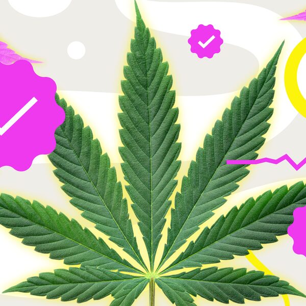 'Stel wiettelers schadeloos die door vertraging wietexperiment niet kunnen leveren'