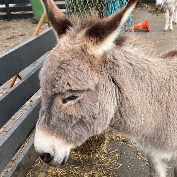 De os en de ezel in de kerststal: waren ze er wel echt?