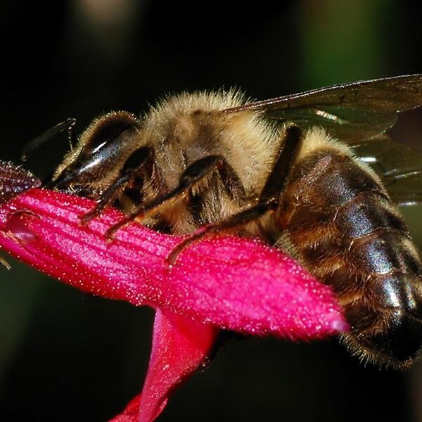 De zwarte honingbij moet terug in ons land