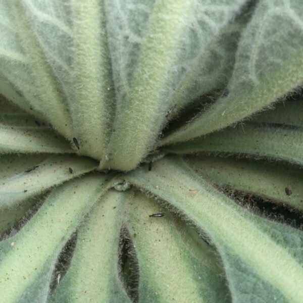 Een procent van de Nederlandse glastuinbouw is biologisch