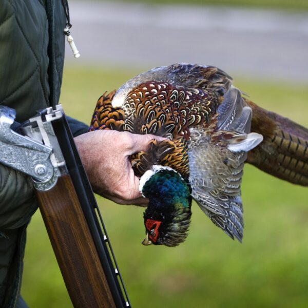 Stropers hebben vrij spel: vooral reeën en hazen illegaal afgeschoten