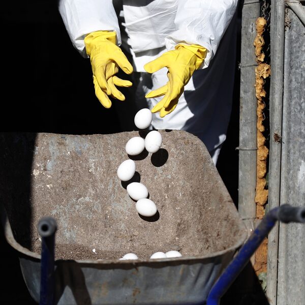 De vogelgriep verspreidt razendsnel; vaccin is in ontwikkeling