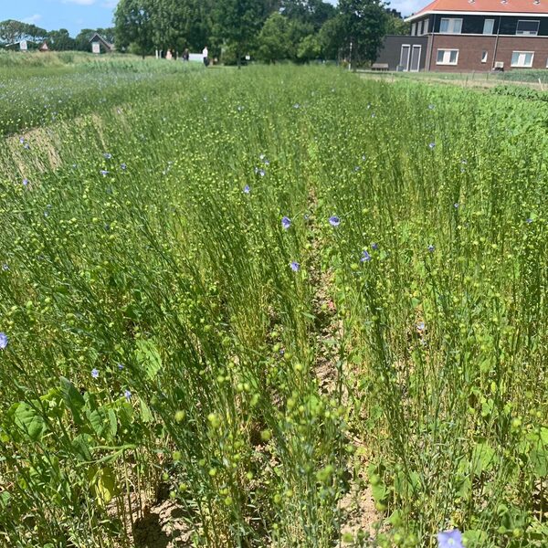 Textiel fossielvrij: terug naar plantaardige kleding