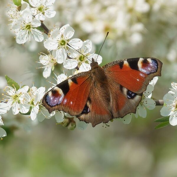 Vlinders houden niet van stikstof