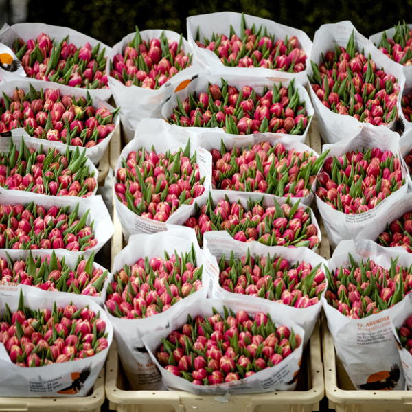 Burgemeesters: meer geld en agenten nodig om drugscriminaliteit op bloemenveiling tegen te gaan
