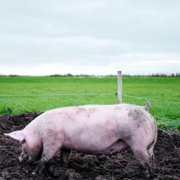 Overheid faalt in het beschermen van burgers tegen stank