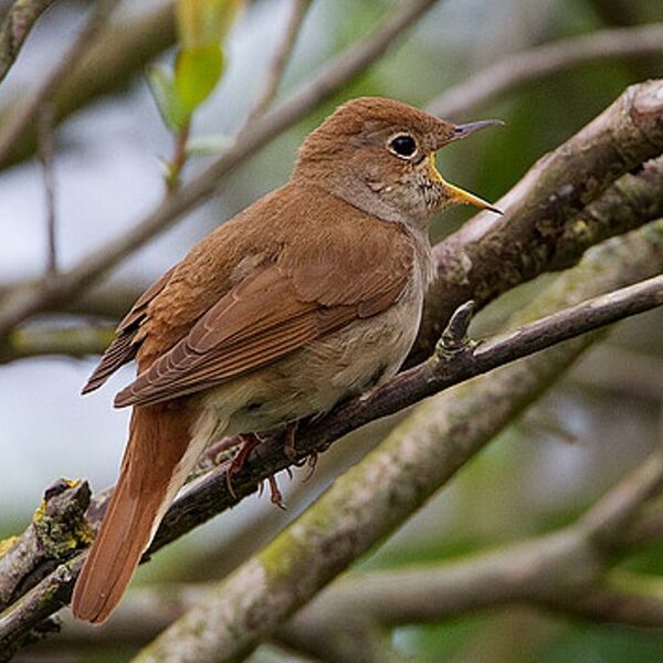 Op pad voor de mooiste vogelgeluiden voor het Nationale Vogelconcert
