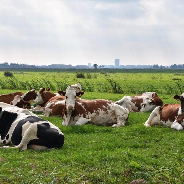 Koeien communiceren met elkaar (én met mensen)