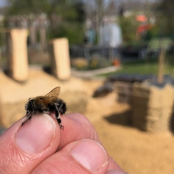 Help de dieren rondom je huis met een mini-bijenburcht