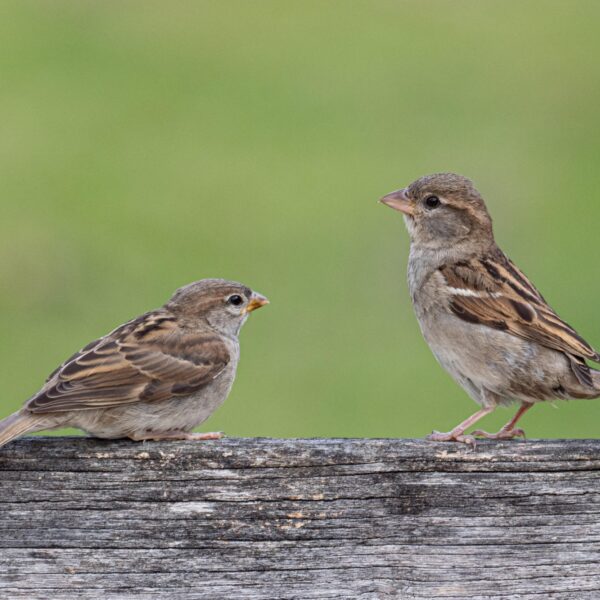 2,4 miljoen vogels op dit hele kleine stukje aarde