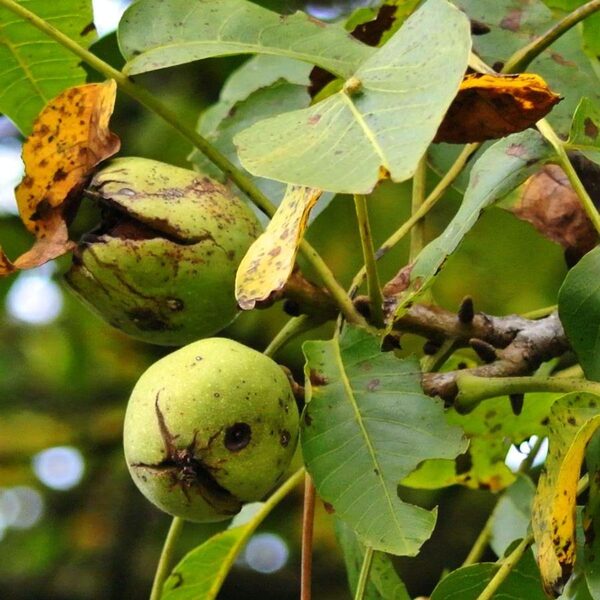 Voedsel uit je eigen eetbare tuin of bos
