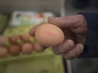 Salmonella: de gevaren en hoe je een infectie voorkomt