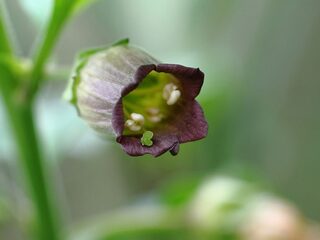 Van hoftuinen tot heksenzalf: de lange geschiedenis van de wolfskers