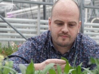 Planten kunnen misschien helpen bij winnen van waardevolle metalen