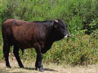 Wat kan je leren van de tauros?