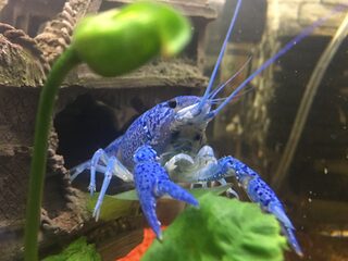 Het oeverloze gevecht tegen de Amerikaanse rivierkreeft is een voorbeeld van het 'McDonalds effect' in de natuur