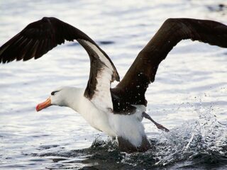 Van camouflage tot uv-bescherming: de kleur van vogels heeft verschillende functies