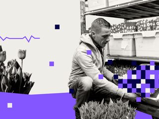 Door de nieuwe strategie van de bloemenveiling zijn er straks alleen nog rode en gele tulpen