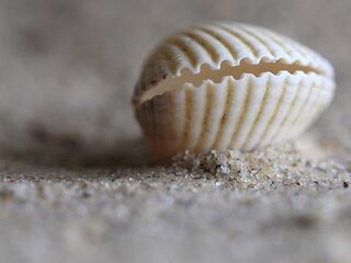Nederlandse natuurorganisaties organiseren eerste schelpenteldag