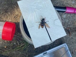 De Aziatische hoornaar is een invasieve exoot in Nederland