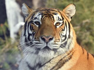 Tijger Hosooni leeft al drie jaar eenzaam in verlaten park