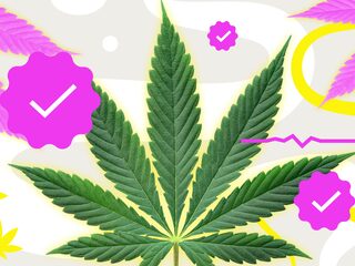 'Stel wiettelers schadeloos die door vertraging wietexperiment niet kunnen leveren'