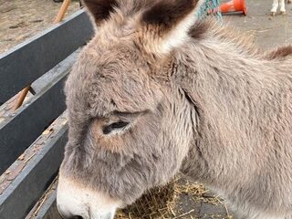 De os en de ezel in de kerststal: waren ze er wel echt?