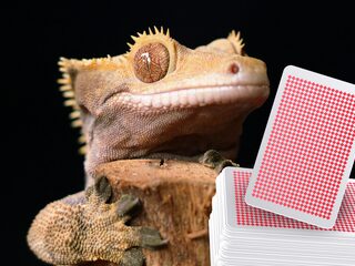 Complottheorie, of niet: 'Wij worden geregeerd door reptielachtige wezens van het Alpha Draconisch-sterrenstelsel'