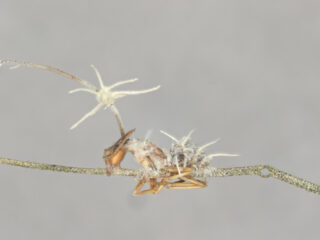 Hoe een schimmel zombies maakt van mieren