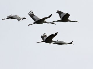 De kraanvogel weet ons te ontroeren tijdens zijn trek en als symbool