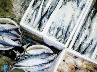 Waarom worden vissen levend opengesneden: 'Je hoort ze niet gillen'