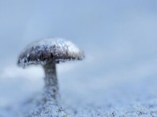 Op zoek naar de winterpaddenstoel