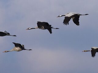 Trekkende kraanvogels volgen via een app