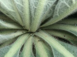 Een procent van de Nederlandse glastuinbouw is biologisch