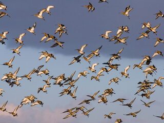 Hoe houdt de grutto zich staande in een constant veranderende wereld?