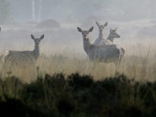 Jagers en natuurtoezichthouders: straffen op wildstroperij moeten verhoogd