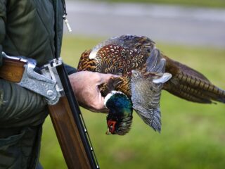 Stropers hebben vrij spel: vooral reeën en hazen illegaal afgeschoten