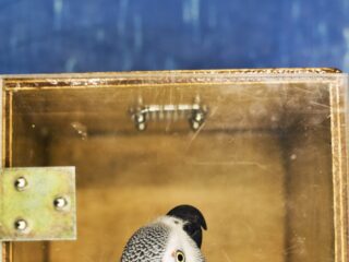 'Poetin klootzak!' roepen zelfs de papegaaien in Charkiv