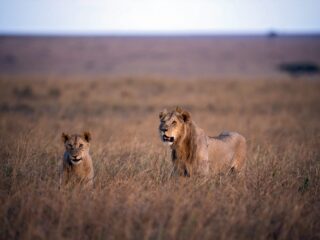 Tanzania wil jagertoerisme stimuleren