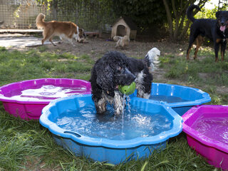 Dierenwelzijnsorganisatie maakt zich zorgen: 'signalen dat dieren verwaarloosd worden'